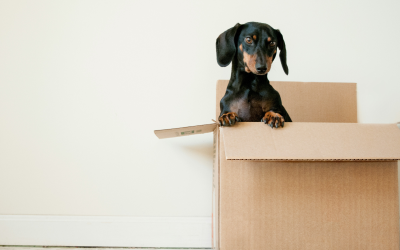 Dog looking at camera from a box