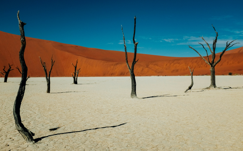 Salty desert Sossusvlei in Namibia with sand and trees